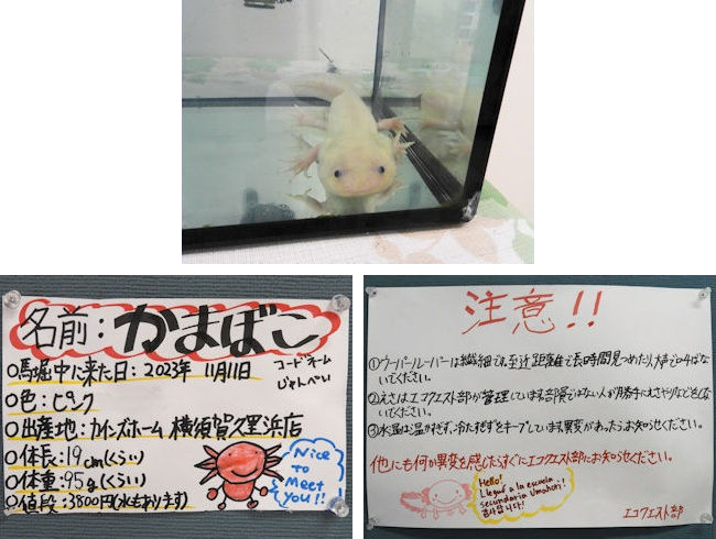 ウーパールーパー